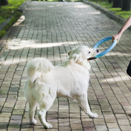 Pitch Dog, Jucarie-inel pentru caini [2]