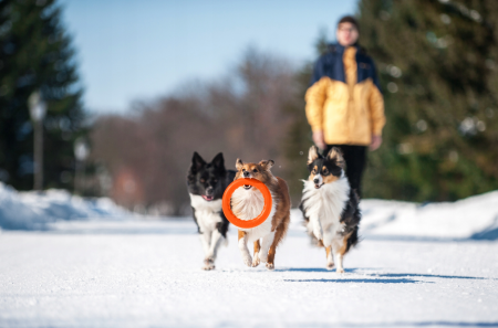 Jucarie Inel pentru caini PitchDog, 17 cm, portocaliu [3]