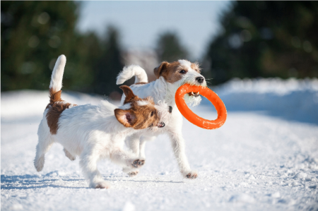 PitchDog, Jucarie Inel pentru caini, portocaliu, 20cm [3]