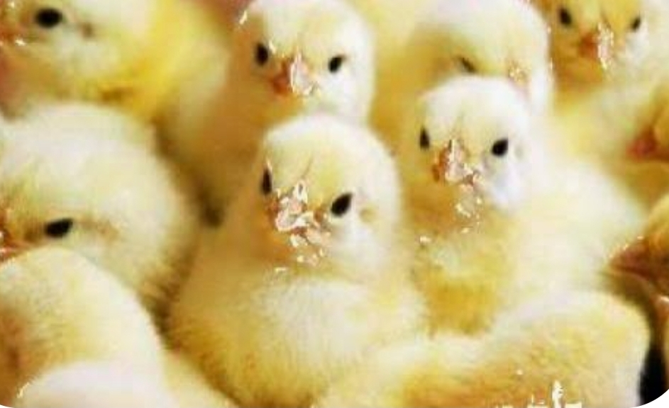 PACHET PROMO STARTER PUI 22% PROTEINĂ [2]