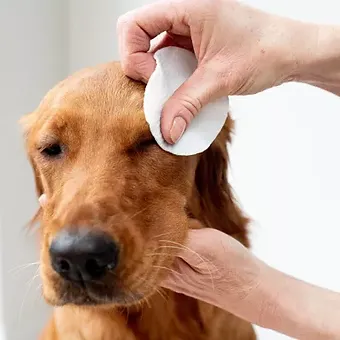 servetele umede ochi caini pisici [2]