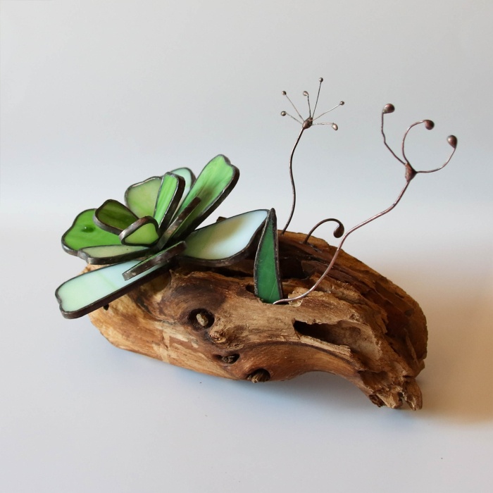 Decor Vitraliu Suculentă pe rădăcină lemn natural 20 cm [7]
