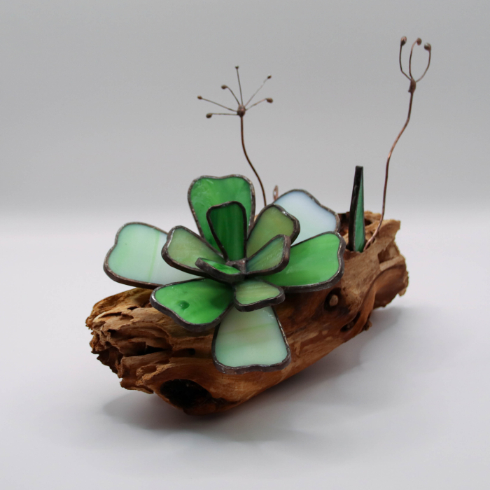 Decor Vitraliu Suculentă pe rădăcină lemn natural 20 cm [4]