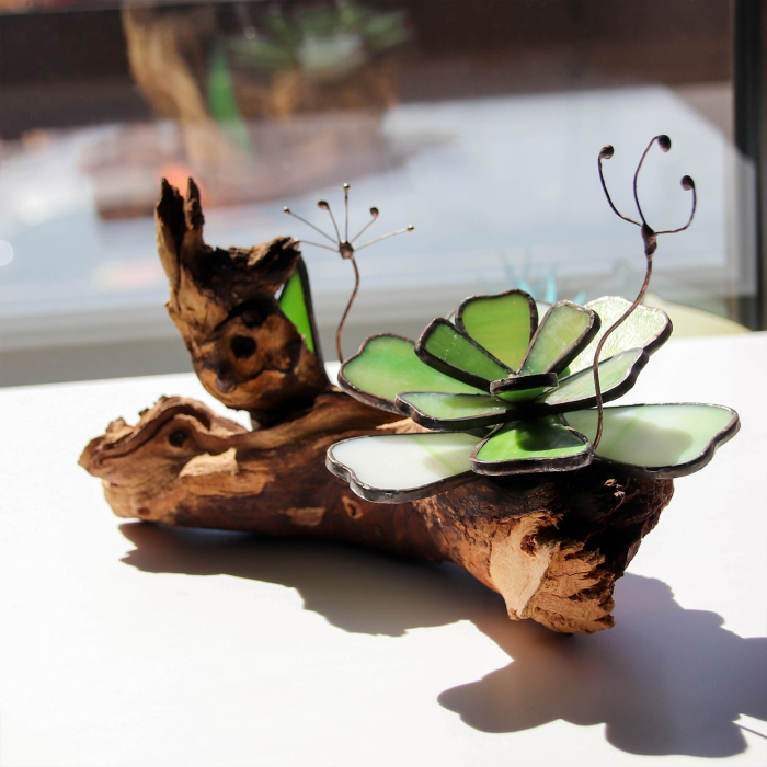 Decor Vitraliu Suculentă pe rădăcină lemn natural 24 cm [9]