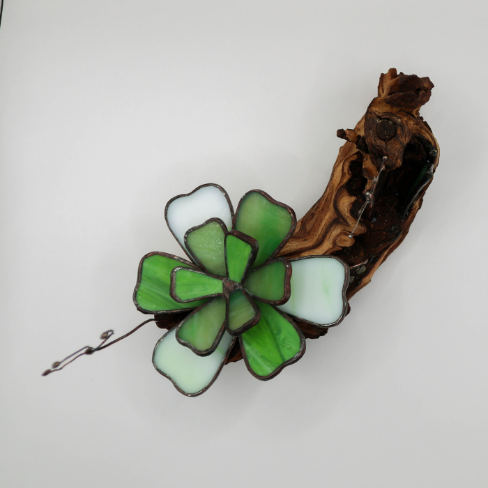 Decor Vitraliu Suculentă pe rădăcină lemn natural 24 cm [6]