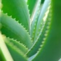 Aloe Ferox