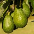 Ulei vegetal de avocado