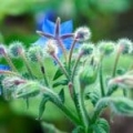 Ulei vegetal de Borage