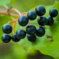 Extract de coacăze negre