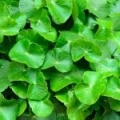 Extract de Centella Asiatica