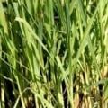 Ulei esențial de lemongrass