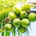 Ulei de cocos