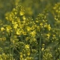 Ulei vegetal de rapiță