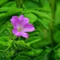 Ulei esențial de Geranium