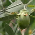 Ulei de jojoba