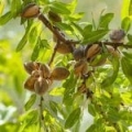 Ulei vegetal de migdale dulci