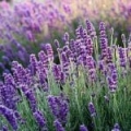 Apă florală de lavandă
