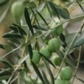 Squalen vegetal