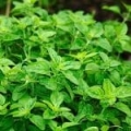Ulei esențial de oregano