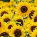 Ulei vegetal de floarea soarelui