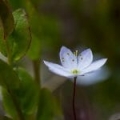 Ulei esențial de Wintergreen