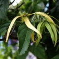 Ulei esențial de Ylang Ylang