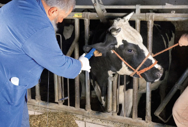 Clește crotaliere cu cui + rezervă [3]