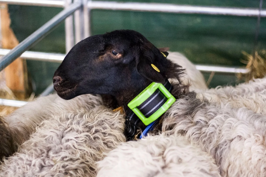 Zgardă GPS pentru monitorizarea și localizarea animalelor [6]