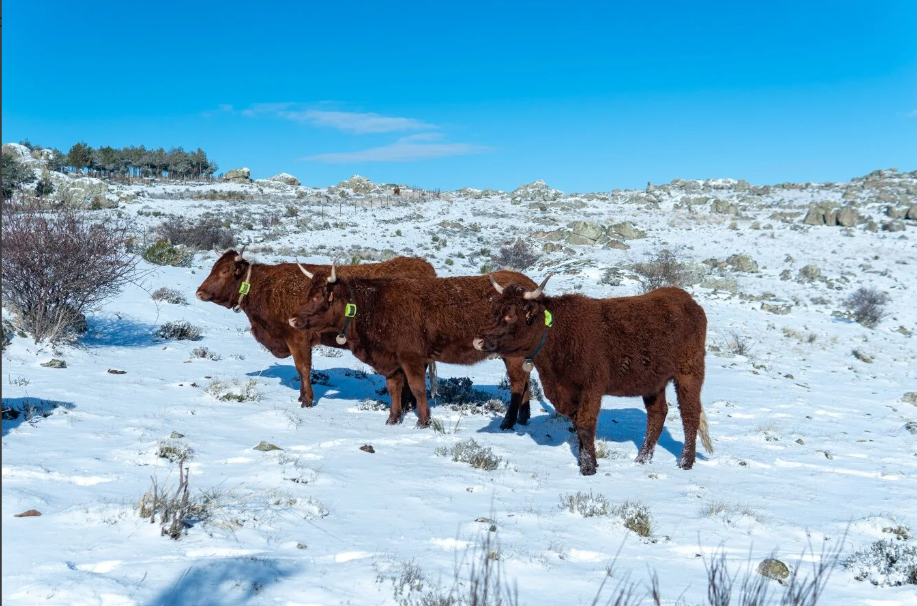 Zgardă GPS pentru monitorizarea și localizarea animalelor [9]