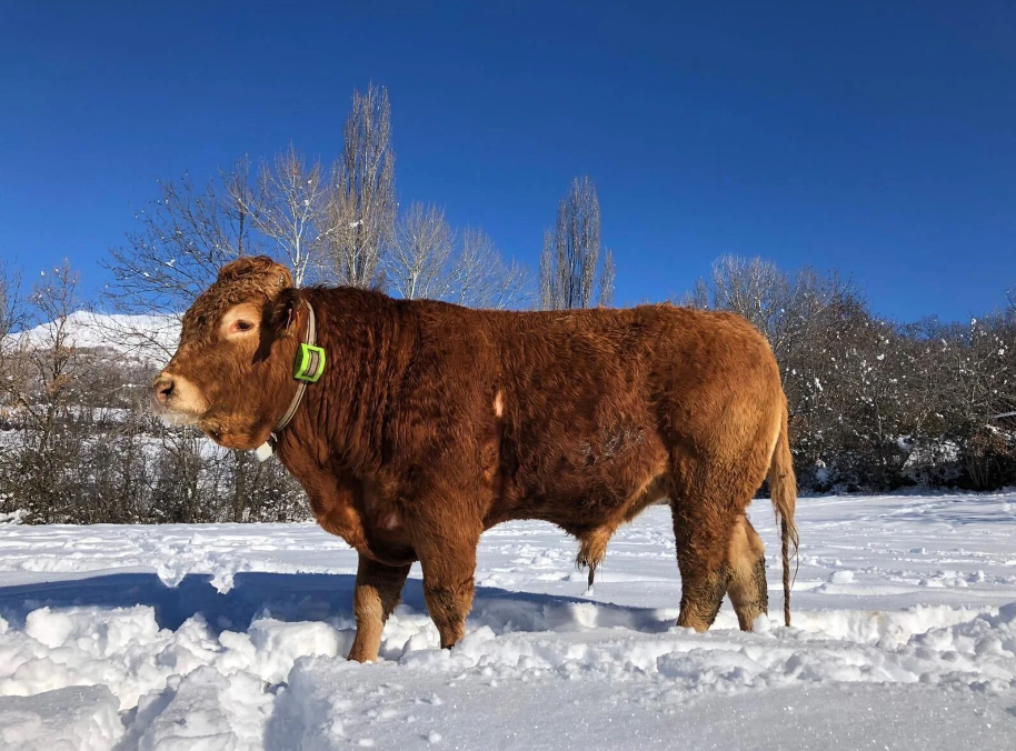 Zgardă GPS pentru monitorizarea și localizarea animalelor [10]