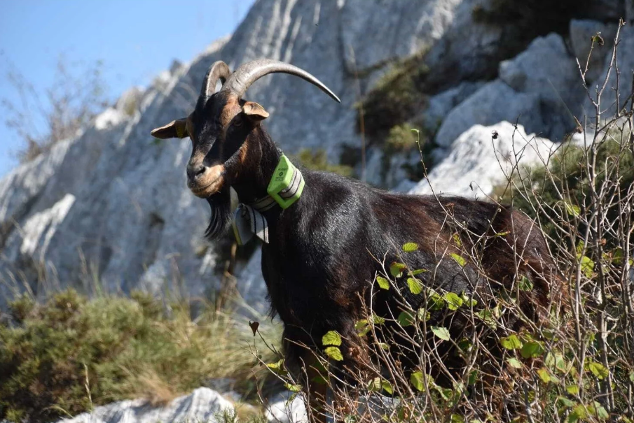 Zgardă GPS pentru monitorizarea și localizarea animalelor [7]