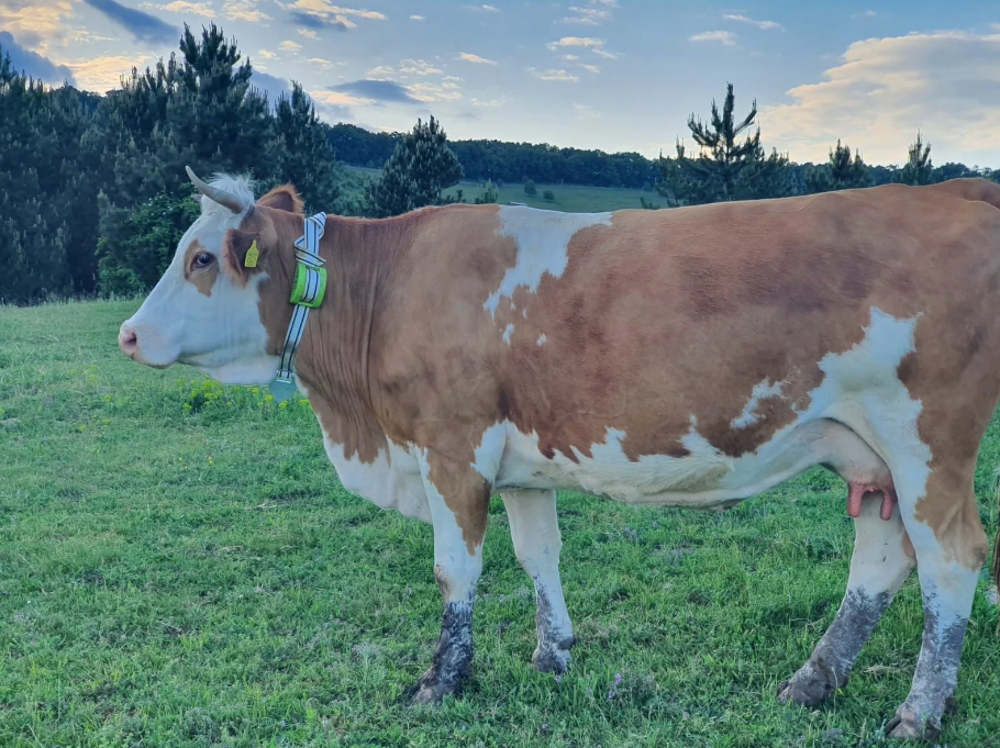 Zgardă GPS pentru monitorizarea și localizarea animalelor [11]