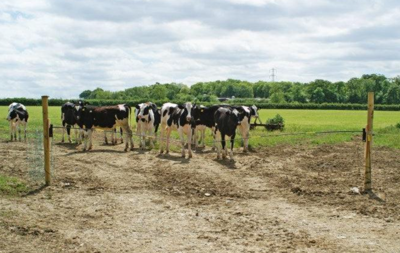 Set Poartă Gard Electric – Deschidere Rapidă, Tijă Fibra de Sticlă – NEXON [7]