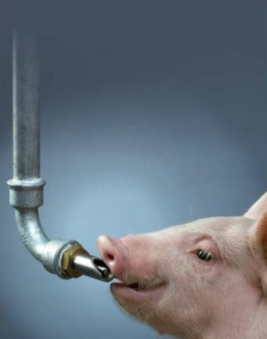 Suzeta mare adapare porci 3/4 [3]