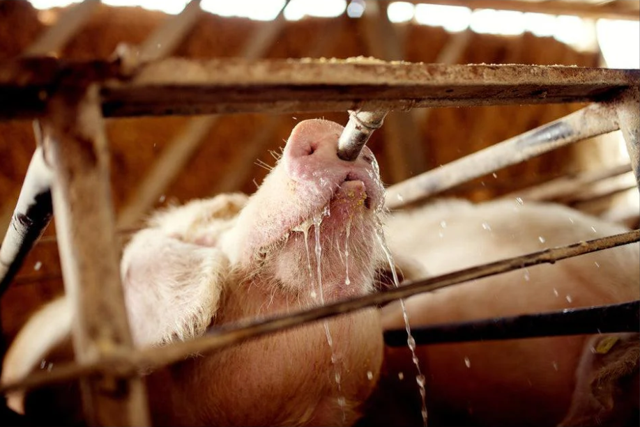 Suzeta mare adapare porci 3/4 [2]