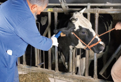 Clește crotaliere cu cui + rezervă [2]