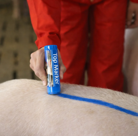 Creion albastru pentru marcarea animalelor TopMarker [3]