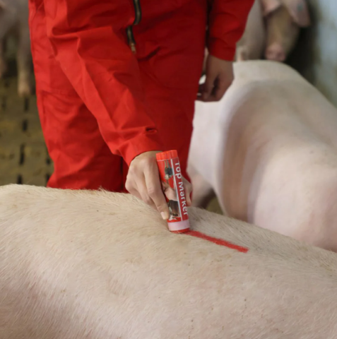 Creion roșu pentru marcarea animalelor TopMarker [4]