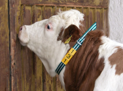 Curea tip marcare animale 120/135cm [2]