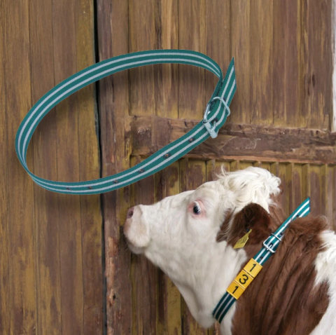 Îngrijirea animalelor - Curea tip marcare animale 120/135cm