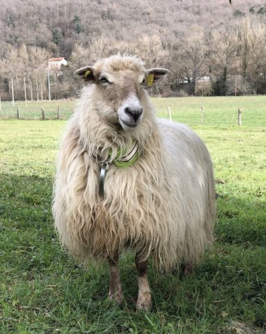 Zgardă GPS pentru monitorizarea și localizarea animalelor [4]