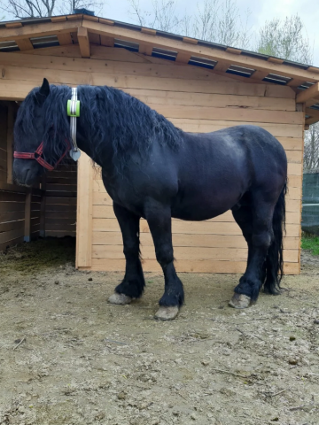 Zgardă GPS pentru monitorizarea și localizarea animalelor [3]