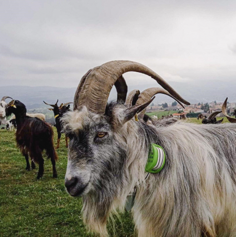 Zgardă GPS pentru monitorizarea și localizarea animalelor [7]