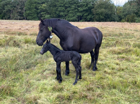 Zgardă GPS pentru monitorizarea și localizarea animalelor [2]