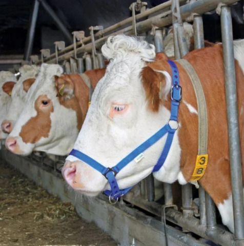 Îngrijirea animalelor - Frâu reglabil albastru