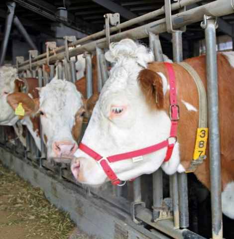 Îngrijirea animalelor - Frâu reglabil roșu