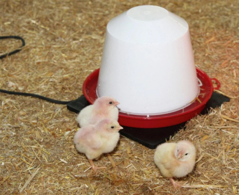 Placă de încălzire din cauciuc pentru adăpătoare - 24V [1]