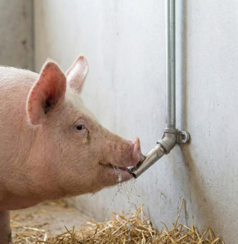 Adăpători - Set adăpător porci 1/2″ – suzetă inox + cot 45° + țeavă zincată 50 cm