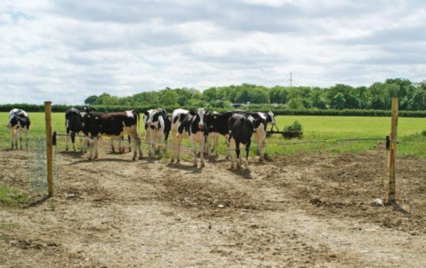 Set Poartă Gard Electric – Deschidere Rapidă, Tijă Fibra de Sticlă – NEXON [6]