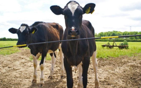 Set Poartă Gard Electric – Deschidere Rapidă, Tijă Fibra de Sticlă – NEXON [5]